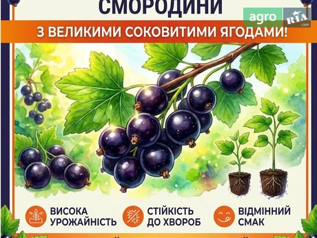 Саженцы черной смородины   - фото