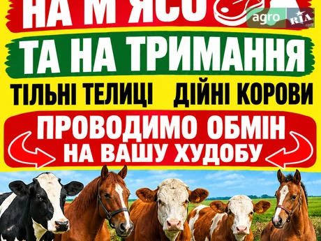 ЗАКУПОВУЄМО ВРХ М'ЯСО ТА НА ТРИМАННЯ КОРОВИ КОНІ ТЕЛИЦІ БИЧКИ ТЕЛЯТА - фото