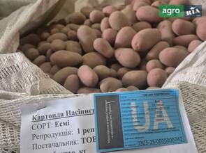 Посадкова картопля
