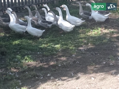 гусей 5 штук або до п'яти штук на розвід або на м'ясо 160 грн - фото