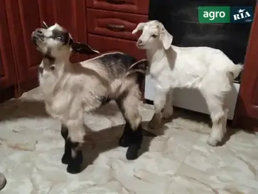  Козлята, козлята - фото